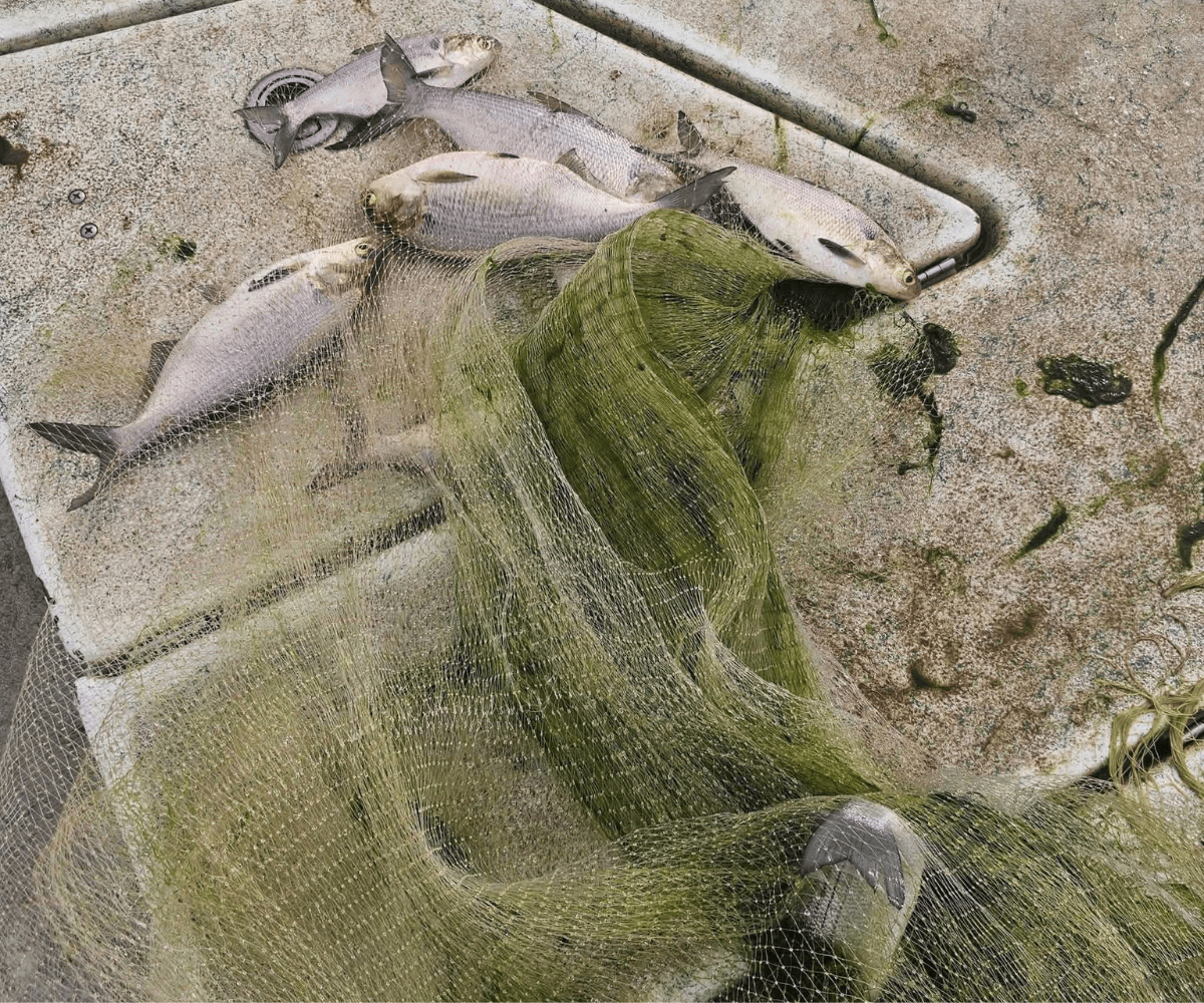 shad baitfish in a yellow net and on a fishing boat on Beaver Lake