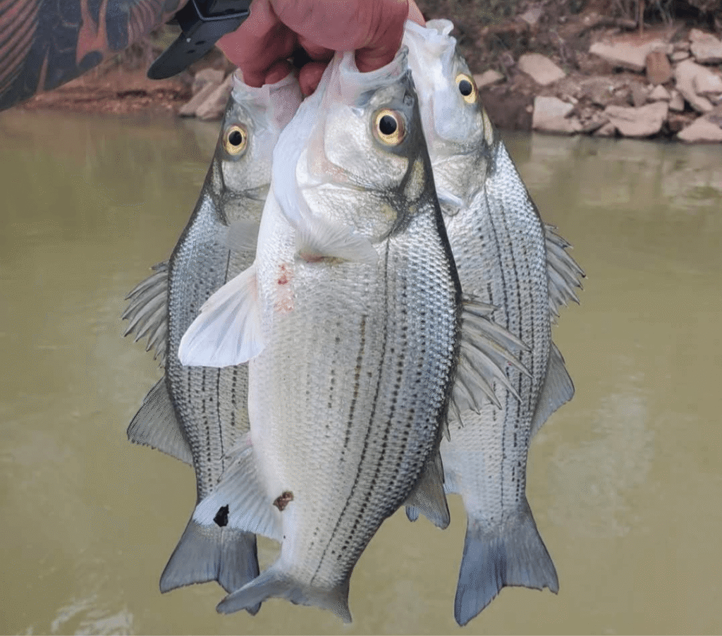 hand holding three white bass