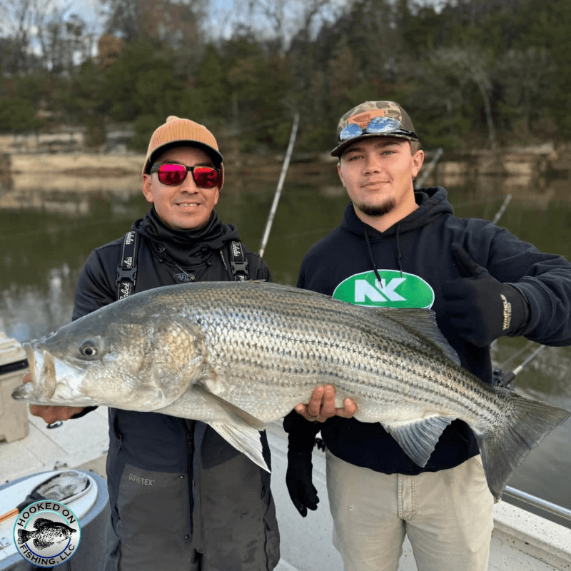 Two men holding a large striped bass on Beaver Lake